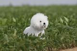 BICHON FRISE 207